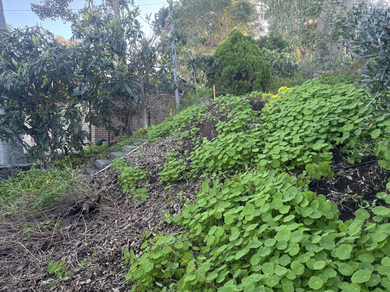 Retaining wall garden bed before renovation